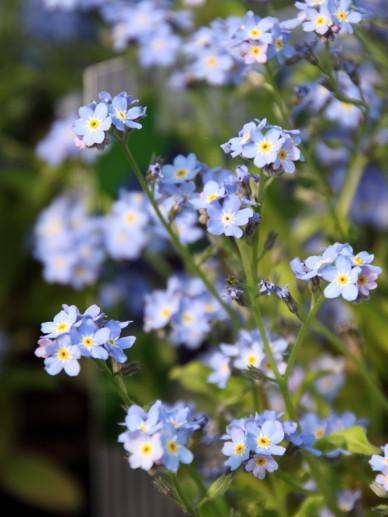 G1219 Myosotis Sylvatica Compindi 5 36e8aaaf 1925 4d96 8a73 1a2d21d47afa from www redcrocus com