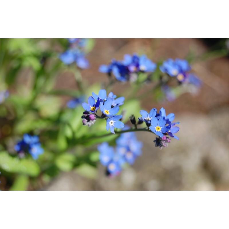 G1219 Myosotis Sylvatica Compindi 7 Fcc4cfda A772 416e Bbcc Ebd0a56b8e1e from www redcrocus com