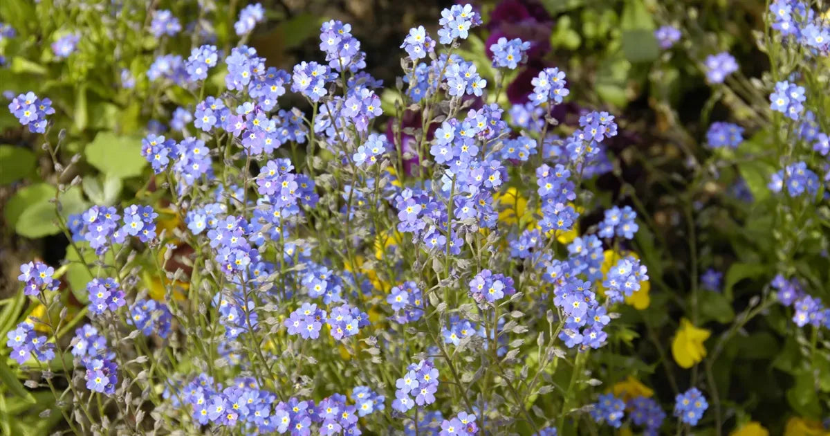 G1219 Myosotis Sylvatica Compindi 8 3e971d79 043b 4697 Bf53 675f781a4b08 from www redcrocus com