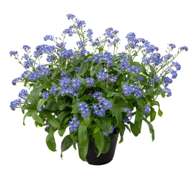 G1219 Myosotis Sylvatica Compindi 9 5378320a 9893 43ba 809a 15c0723bbc86 from www redcrocus com