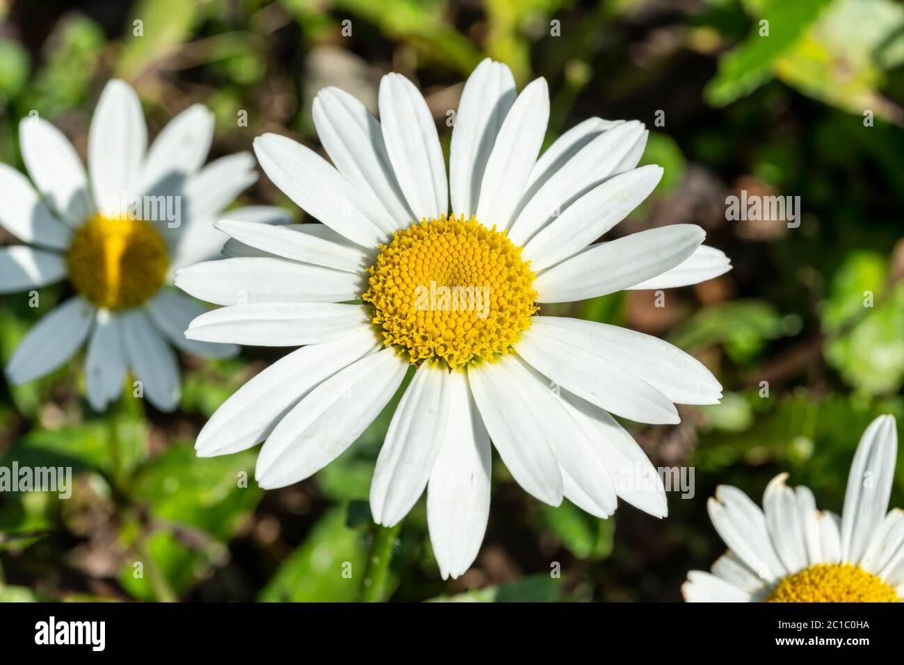 G1228 Leucanthemum X Superbum Snowcap - View 17 from www redcrocus com