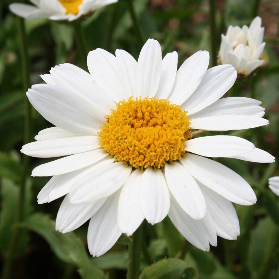 G1228 Leucanthemum X Superbum Snowcap - View 19 from www redcrocus com