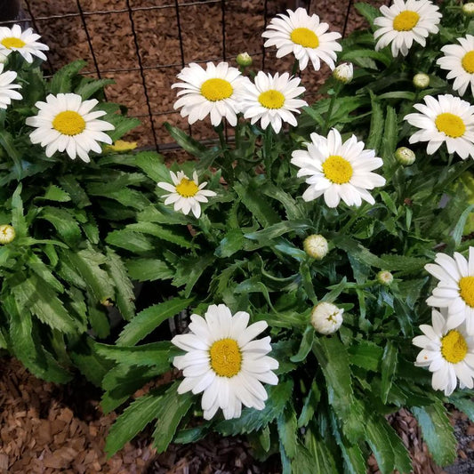 G1228 Leucanthemum X Superbum Snowcap - View 1 from www redcrocus com