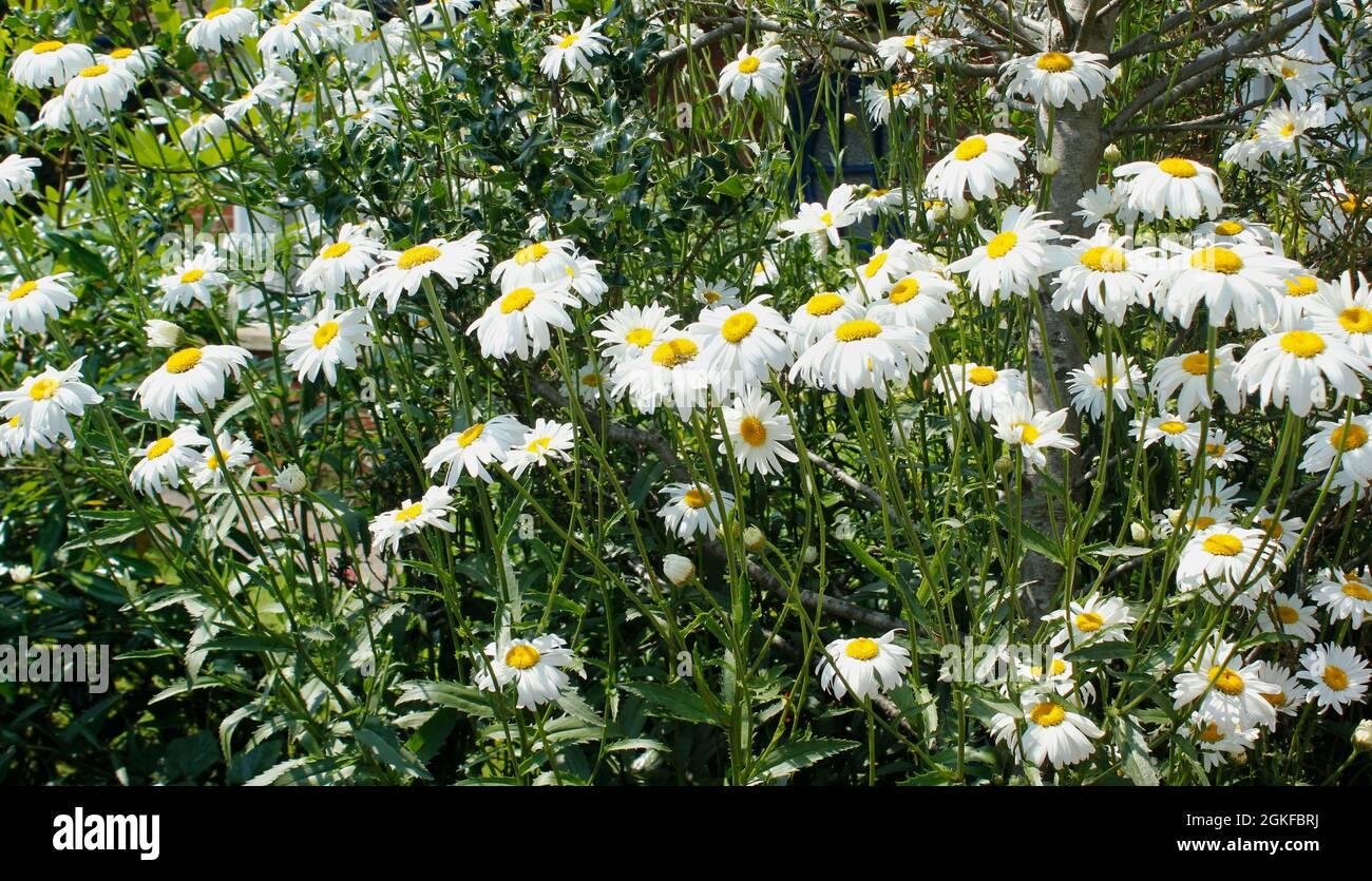 G1228 Leucanthemum X Superbum Snowcap - View 2 from www redcrocus com