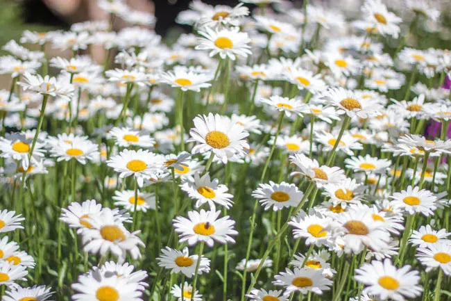G1228 Leucanthemum X Superbum Snowcap - View 3 from www redcrocus com