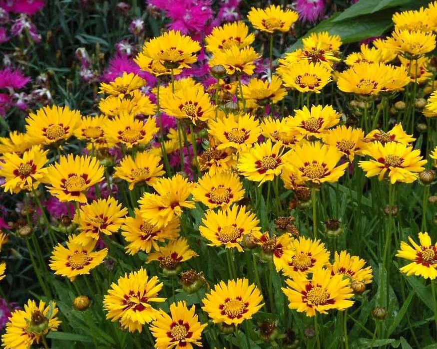 G1236 Coreopsis Grandiflora Sunfire 12 Ef81373b C0d0 4a27 B606 38d25edb3f67 from www redcrocus com