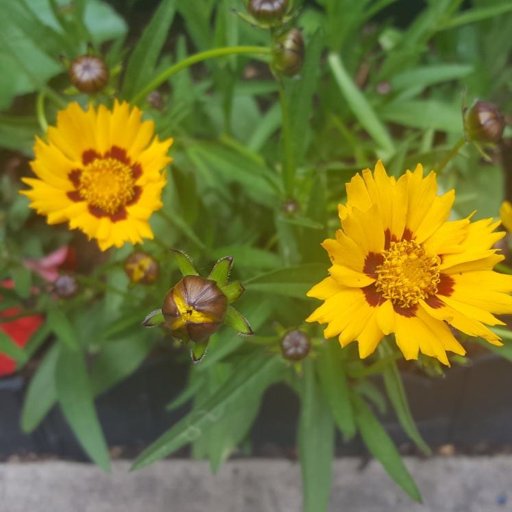 G1236 Coreopsis Grandiflora Sunfire 13 61551eea 2895 48e7 A35f Cc4491aba441 from www redcrocus com