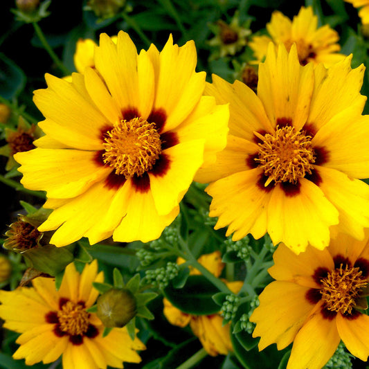 G1236 Coreopsis Grandiflora Sunfire 1 Defa6280 5f3b 4b12 Bcba 5303caf614bd from www redcrocus com