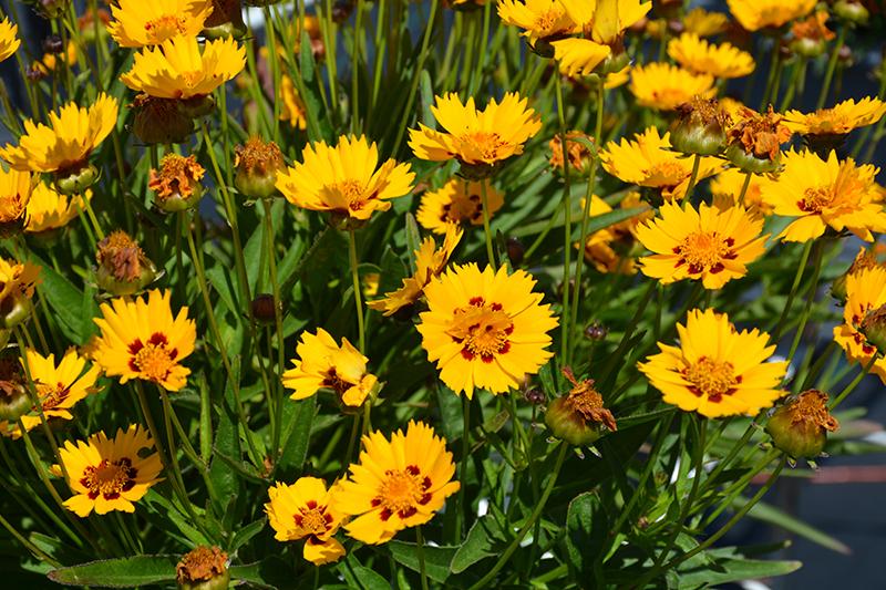 G1236 Coreopsis Grandiflora Sunfire 3 27aa33ef Eb88 42ea 83d8 8e0f0c6ecac7 from www redcrocus com