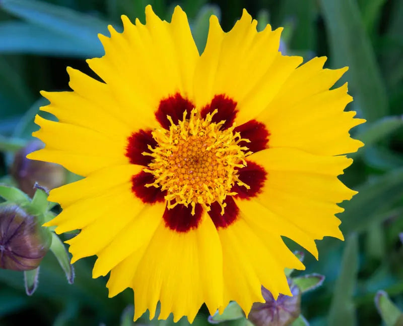 G1236 Coreopsis Grandiflora Sunfire 5 Ec5f6f31 B43e 4f77 952d E3d693bf9f99 from www redcrocus com