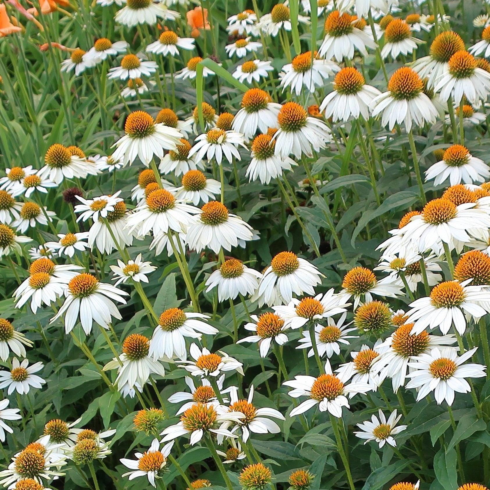 G1239 Echinacea Purpurea Powwow White - View 1 from www redcrocus com