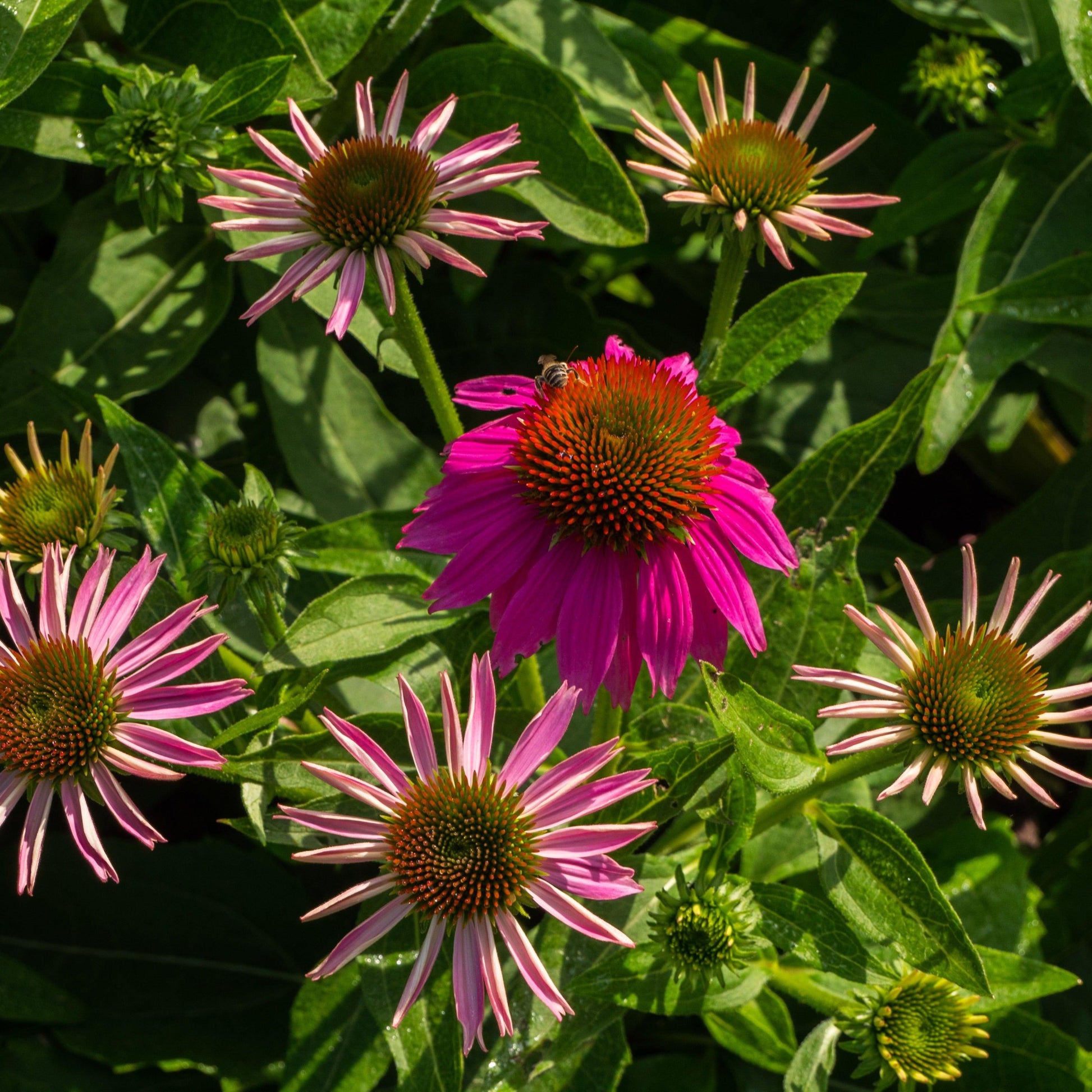 G1240 Echinacea Purpurea Powwow Wild Berry - View 11 from www redcrocus com