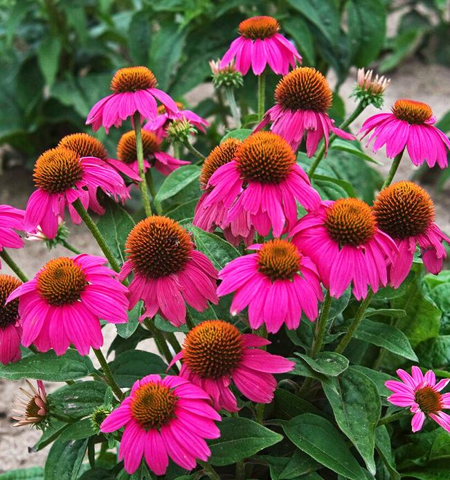 G1240 Echinacea Purpurea Powwow Wild Berry 18 A5122c9c 4047 4ec1 B56f D68c36b347ab from www redcrocus com