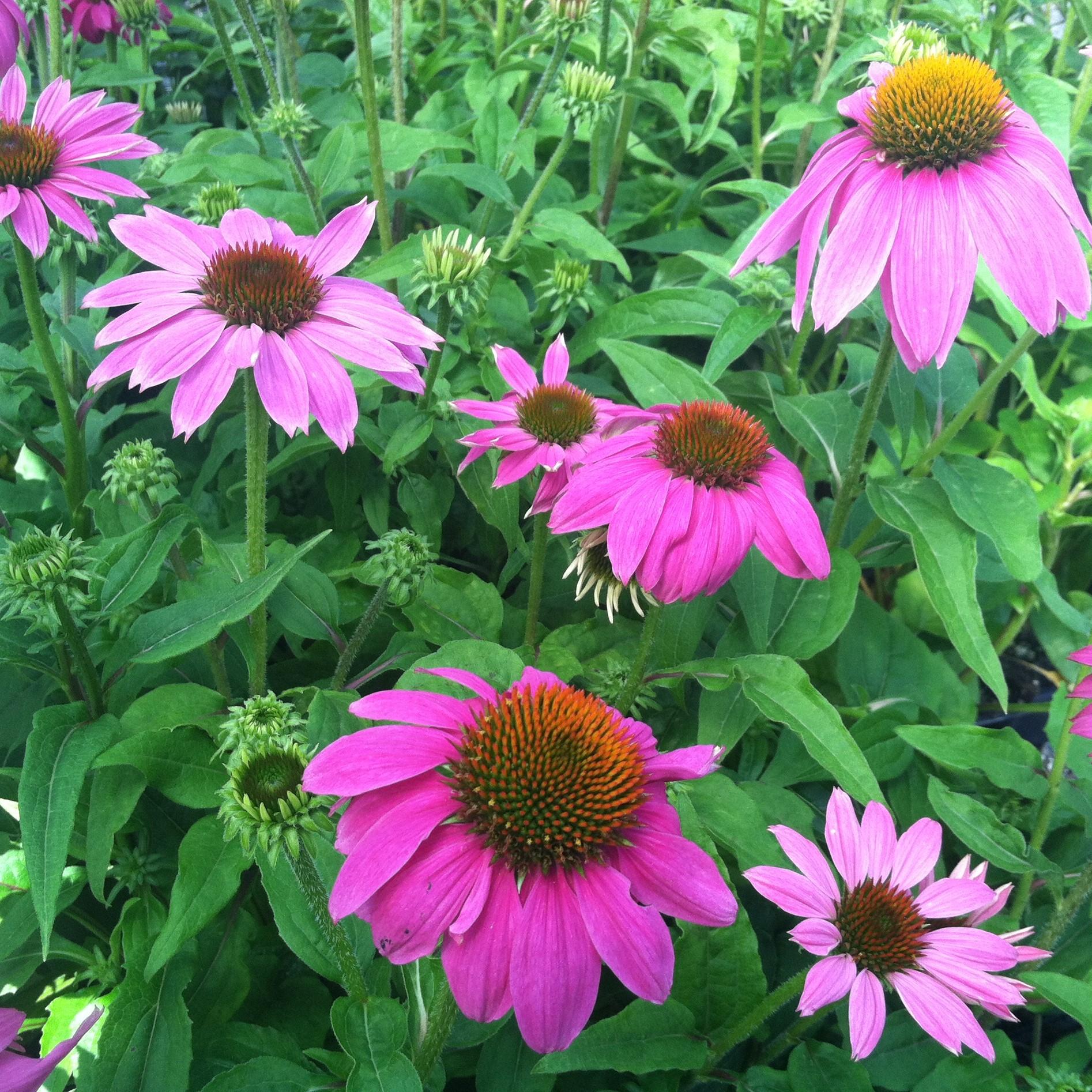 G1240 Echinacea Purpurea Powwow Wild Berry - View 9 from www redcrocus com