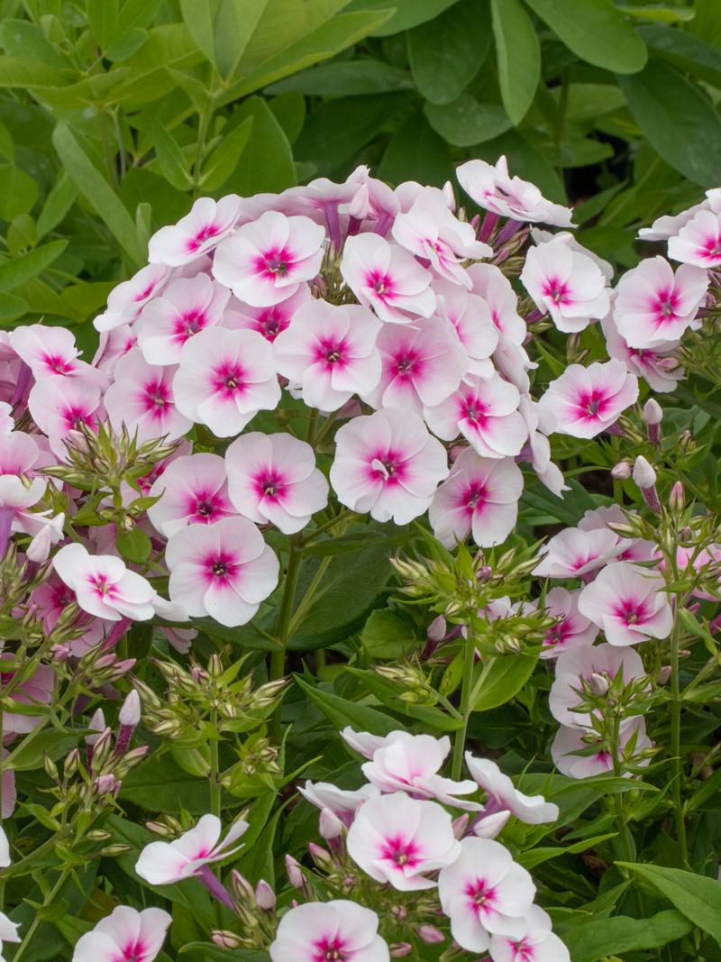 G1256 Phlox Paniculata Flame Pink - View 10 from www redcrocus com