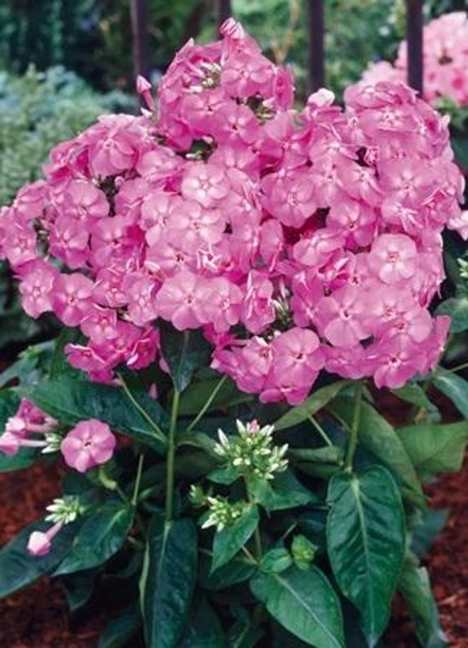 G1256 Phlox Paniculata Flame Pink - View 11 from www redcrocus com