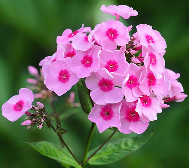 G1256 Phlox Paniculata Flame Pink - View 12 from www redcrocus com