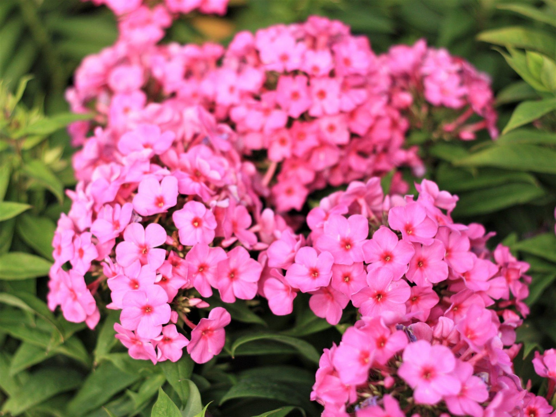 G1256 Phlox Paniculata Flame Pink - View 14 from www redcrocus com