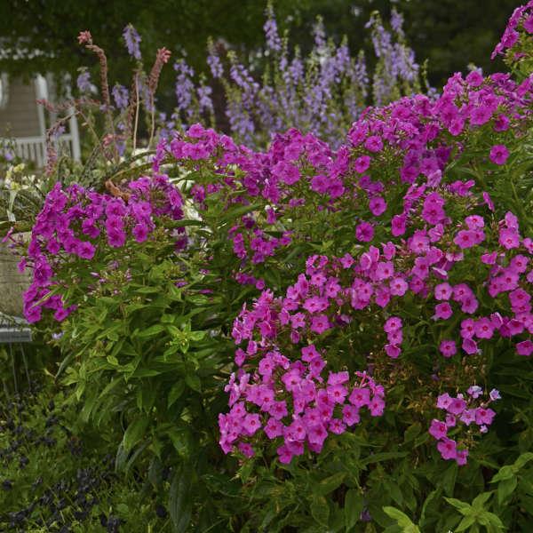 G1256 Phlox Paniculata Flame Pink - View 15 from www redcrocus com