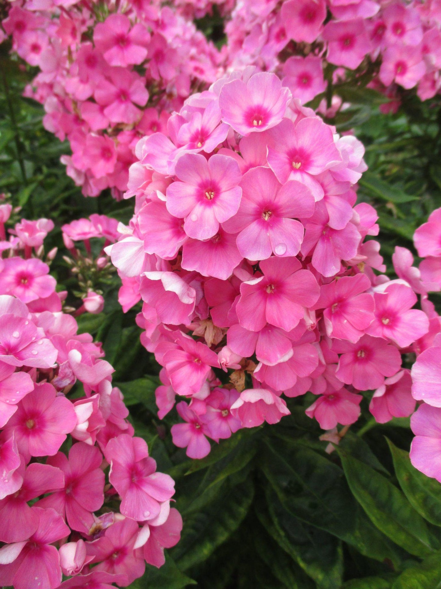 G1256 Phlox Paniculata Flame Pink - View 16 from www redcrocus com