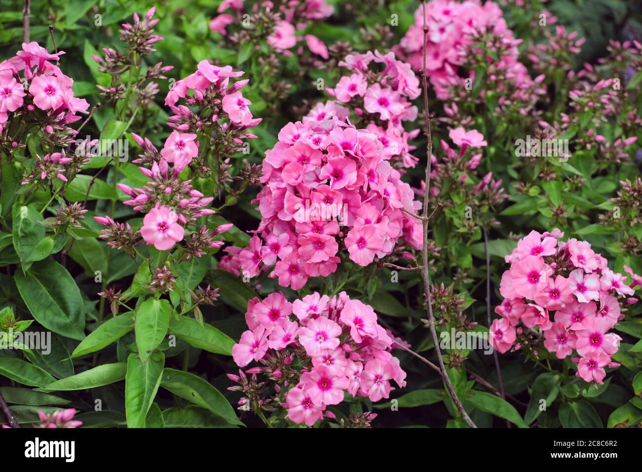 G1256 Phlox Paniculata Flame Pink - View 18 from www redcrocus com