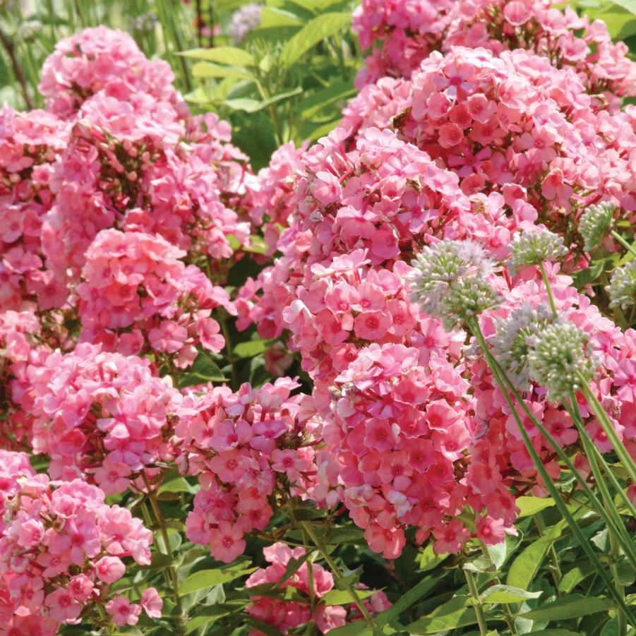 G1256 Phlox Paniculata Flame Pink - View 19 from www redcrocus com