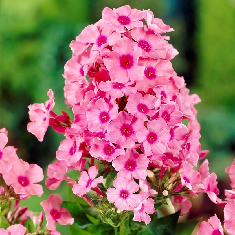 G1256 Phlox Paniculata Flame Pink 1 1ccc7439 C2f3 4ac4 99d4 98c727f3868d from www redcrocus com