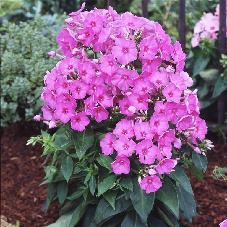 G1256 Phlox Paniculata Flame Pink - View 2 from www redcrocus com