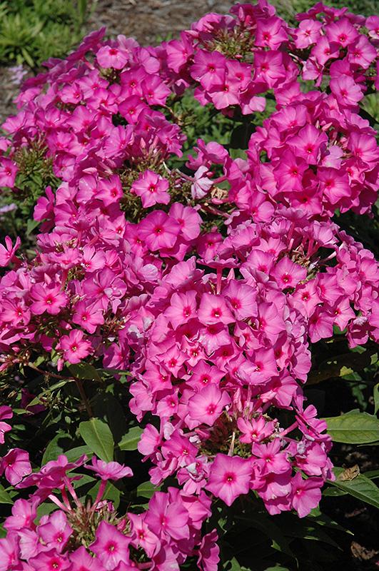 G1256 Phlox Paniculata Flame Pink - View 3 from www redcrocus com