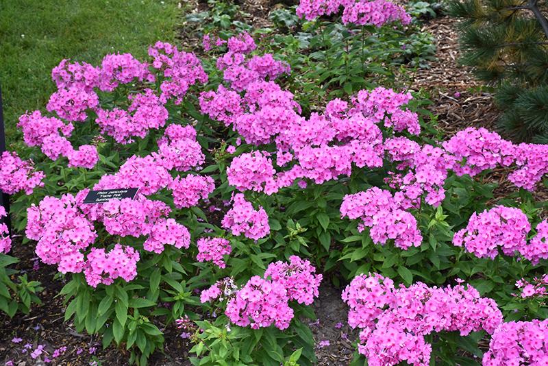 G1256 Phlox Paniculata Flame Pink 4 09f27063 1501 4eaa Ba88 534d4ebd4402 from www redcrocus com