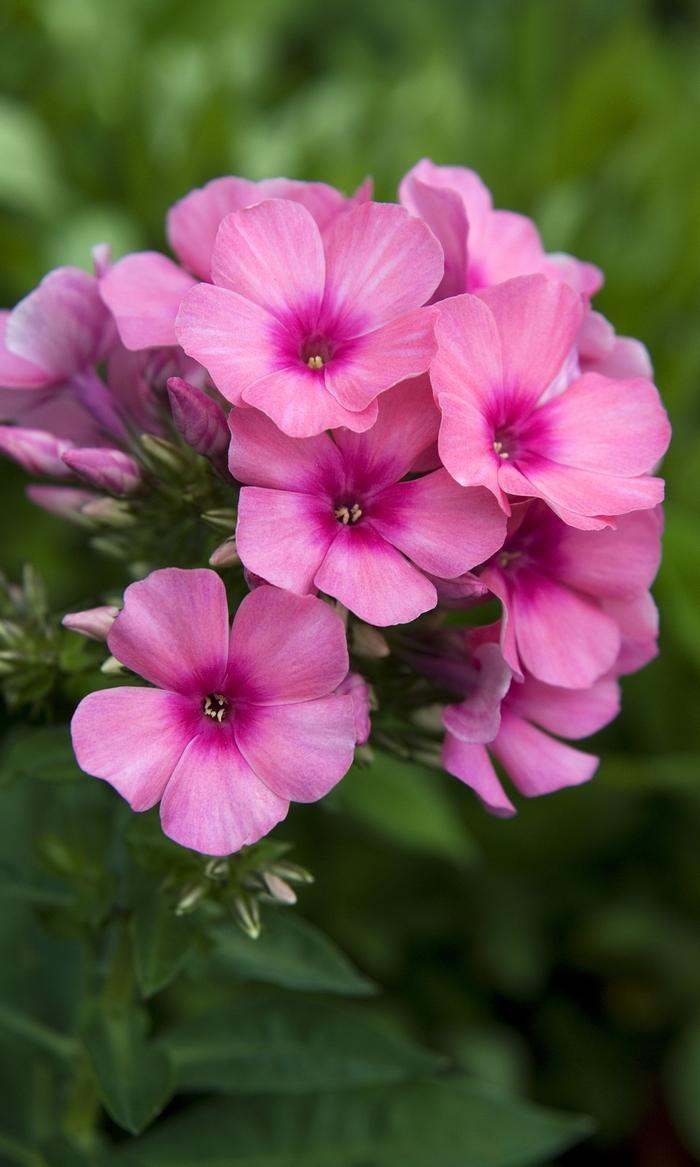 G1256 Phlox Paniculata Flame Pink 5 7d2ec167 C955 418b Aea8 42e865b2dff3 from www redcrocus com