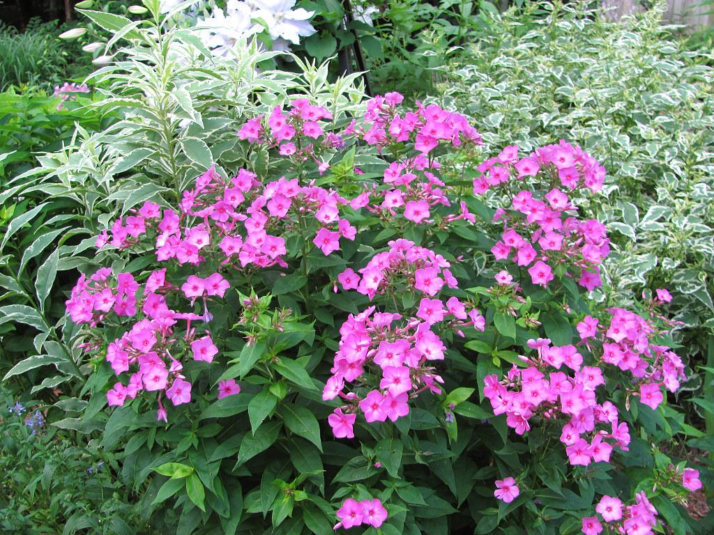 G1256 Phlox Paniculata Flame Pink - View 7 from www redcrocus com