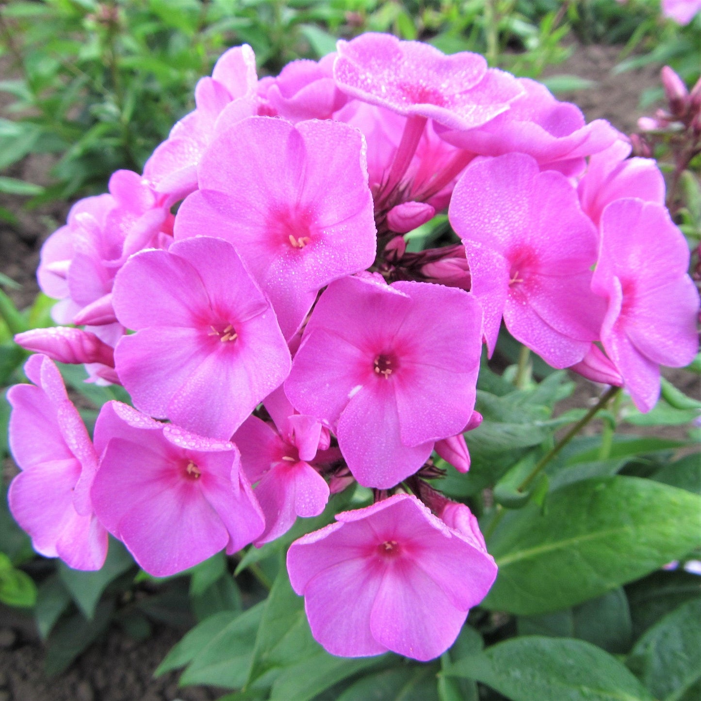 G1256 Phlox Paniculata Flame Pink - View 8 from www redcrocus com