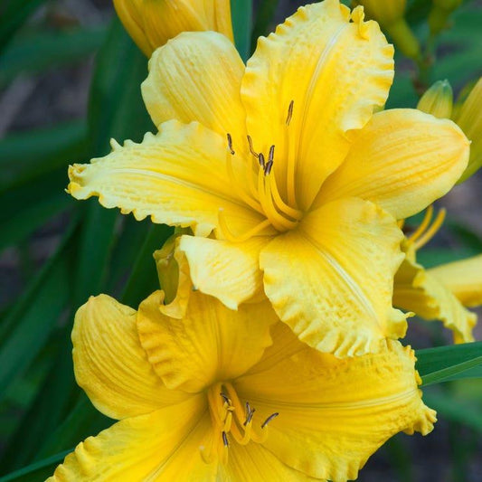 G1264 Hemerocallis X Fragrant Returns - View 10 from www redcrocus com