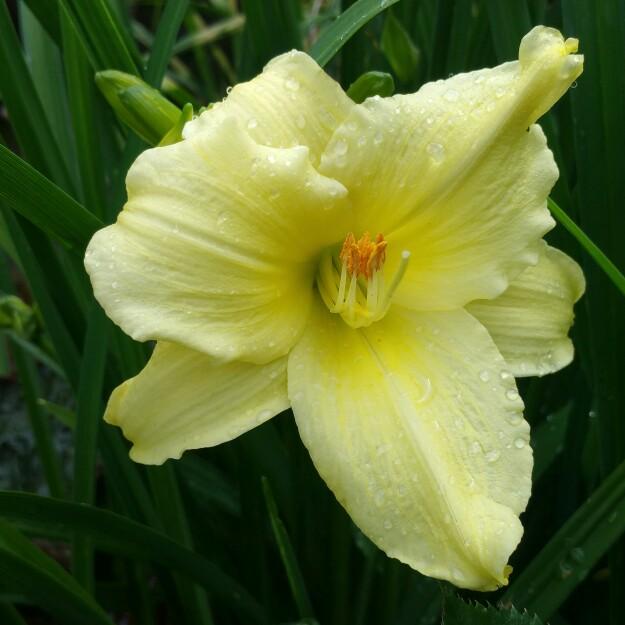 G1264 Hemerocallis X Fragrant Returns - View 11 from www redcrocus com