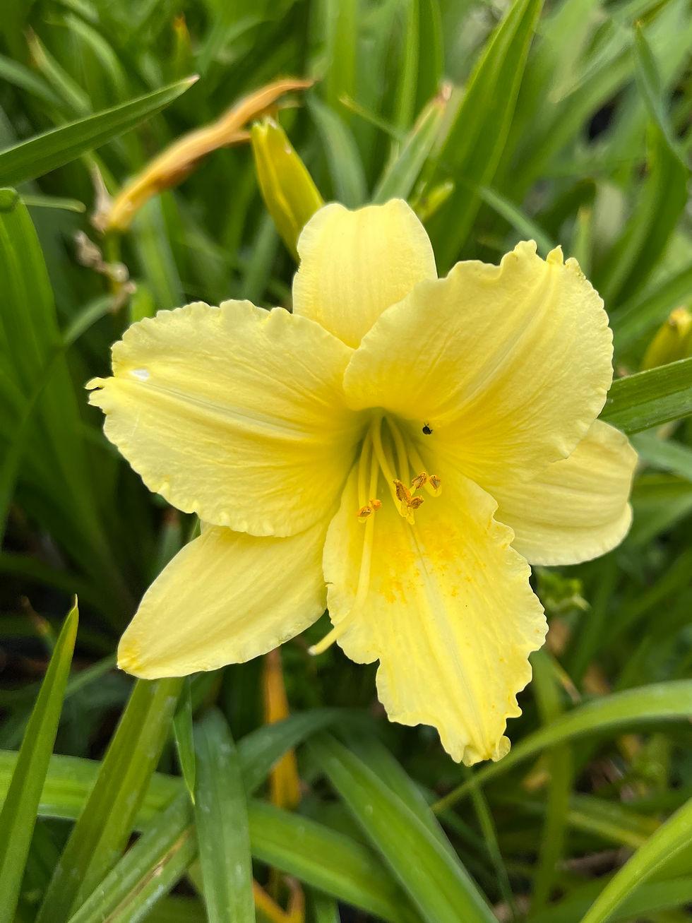 G1264 Hemerocallis X Fragrant Returns - View 14 from www redcrocus com