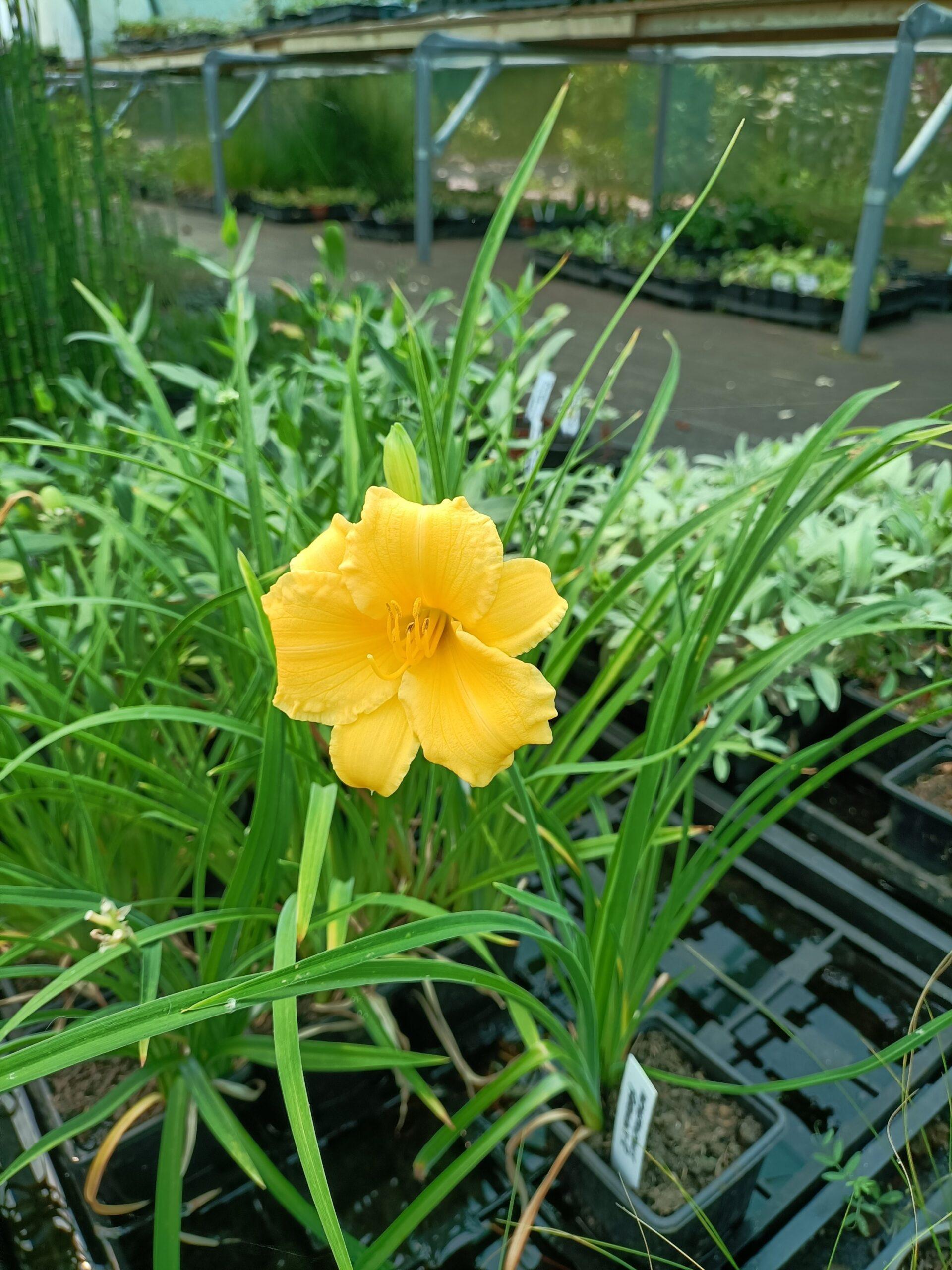 G1264 Hemerocallis X Fragrant Returns - View 17 from www redcrocus com