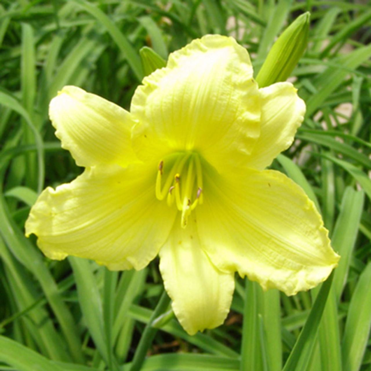 G1264 Hemerocallis X Fragrant Returns - View 2 from www redcrocus com