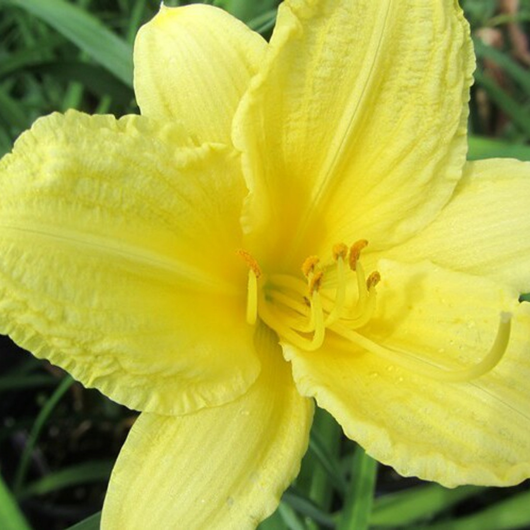 G1264 Hemerocallis X Fragrant Returns - View 3 from www redcrocus com
