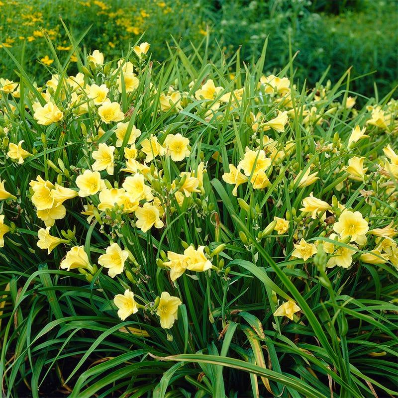 G1264 Hemerocallis X Fragrant Returns 5 Ba1e551c F08d 4da6 86be 78c3fa276e49 from www redcrocus com
