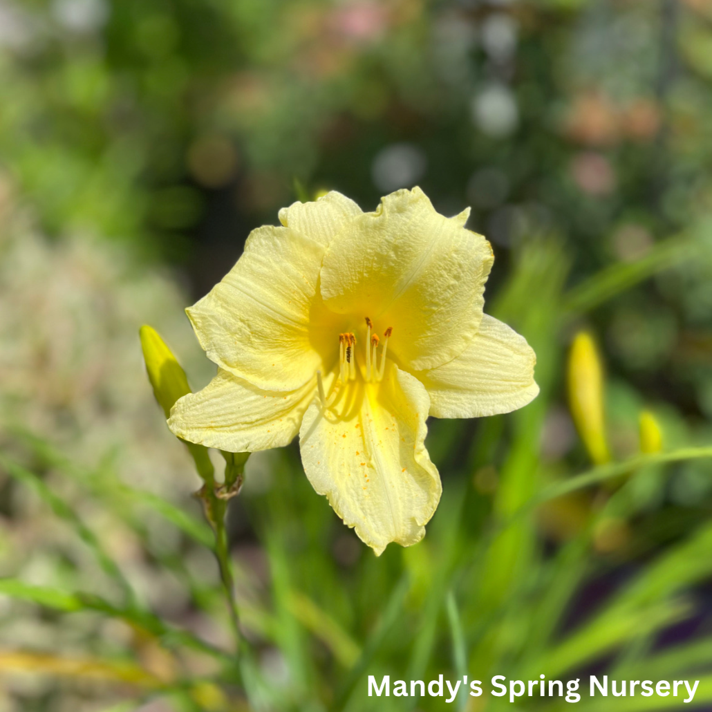 G1264 Hemerocallis X Fragrant Returns - View 8 from www redcrocus com
