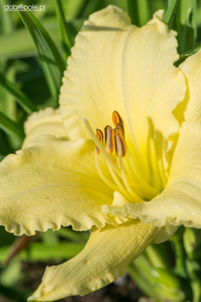 G1264 Hemerocallis X Fragrant Returns - View 8 from www redcrocus com