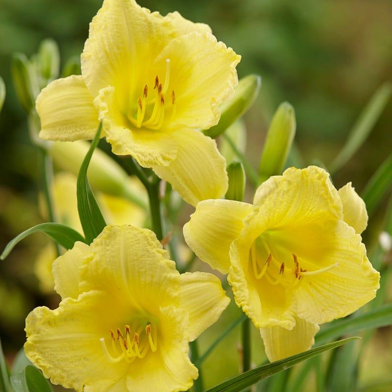 G1264 Hemerocallis X Fragrant Returns - View 9 from www redcrocus com