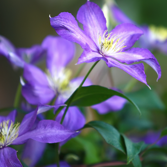 G1270 Clematis Assorted - View 1 from www redcrocus com