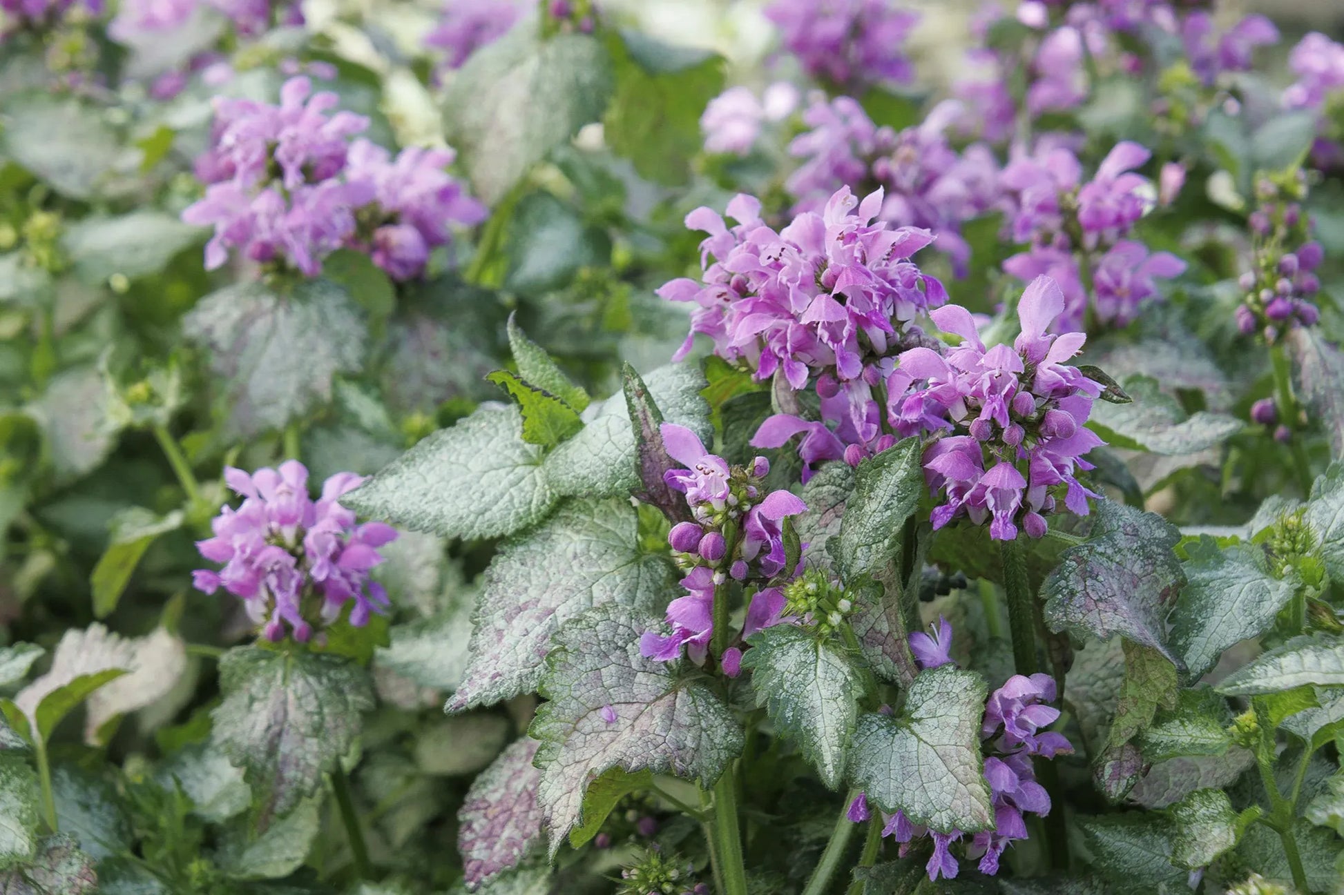 G1298 Lamium Maculatum Orchid Frost - View 11 from www redcrocus com