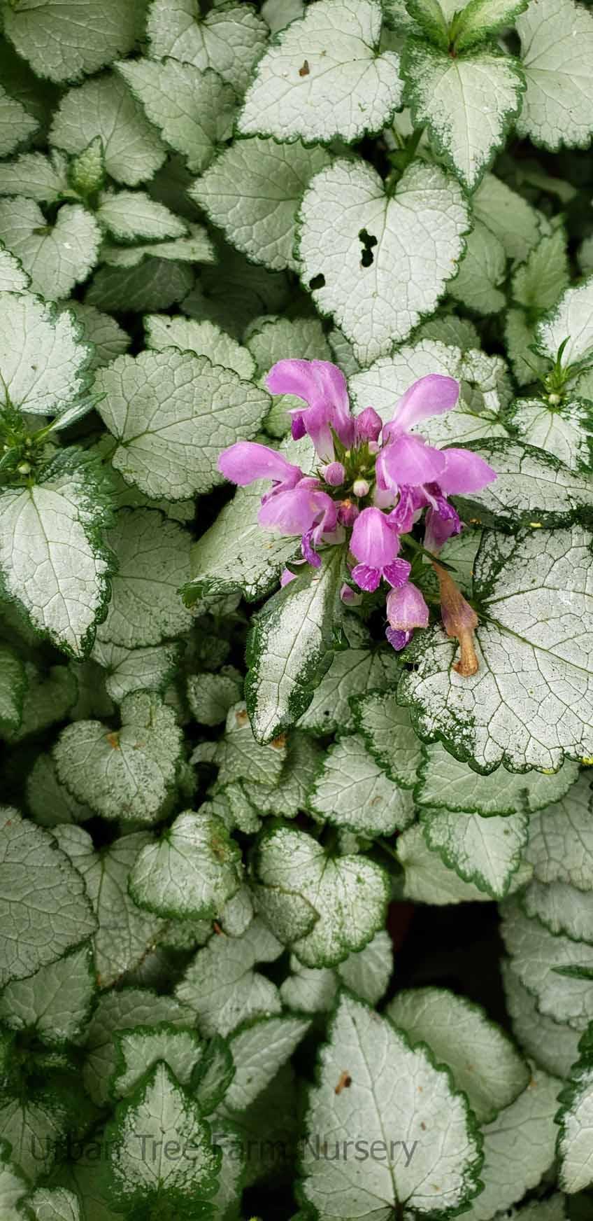 G1298 Lamium Maculatum Orchid Frost - View 12 from www redcrocus com