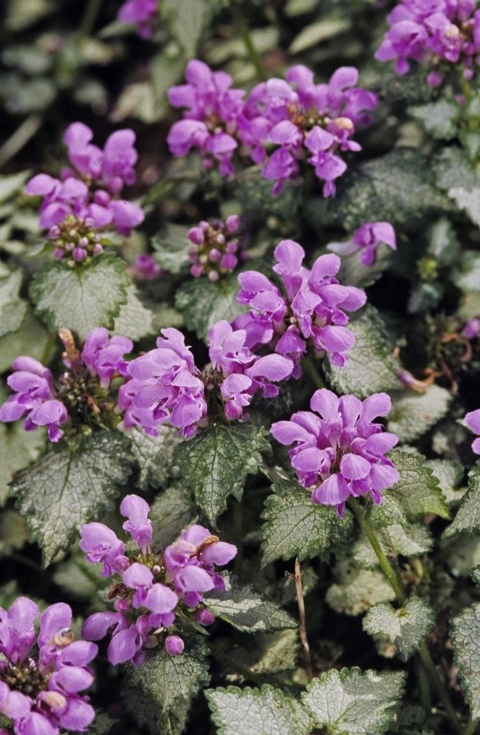 G1298 Lamium Maculatum Orchid Frost 13 80dabe50 B394 4db4 8267 40d5fa893fcf from www redcrocus com