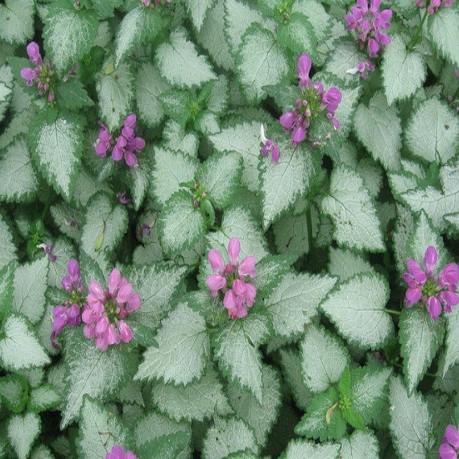 G1298 Lamium Maculatum Orchid Frost - View 16 from www redcrocus com