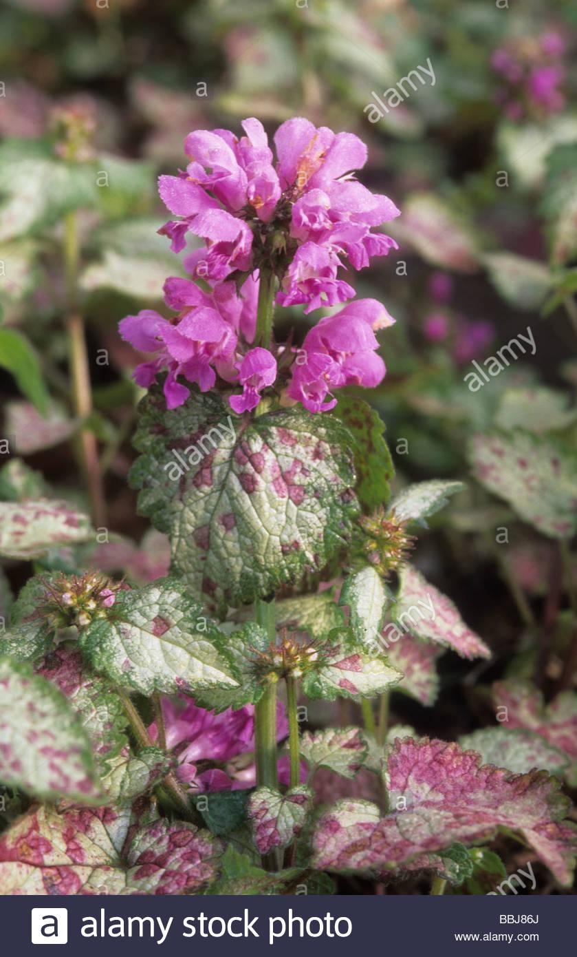 G1298 Lamium Maculatum Orchid Frost 17 Fb6606fe 77cc 4efe 8e4a B16477ec9c47 from www redcrocus com
