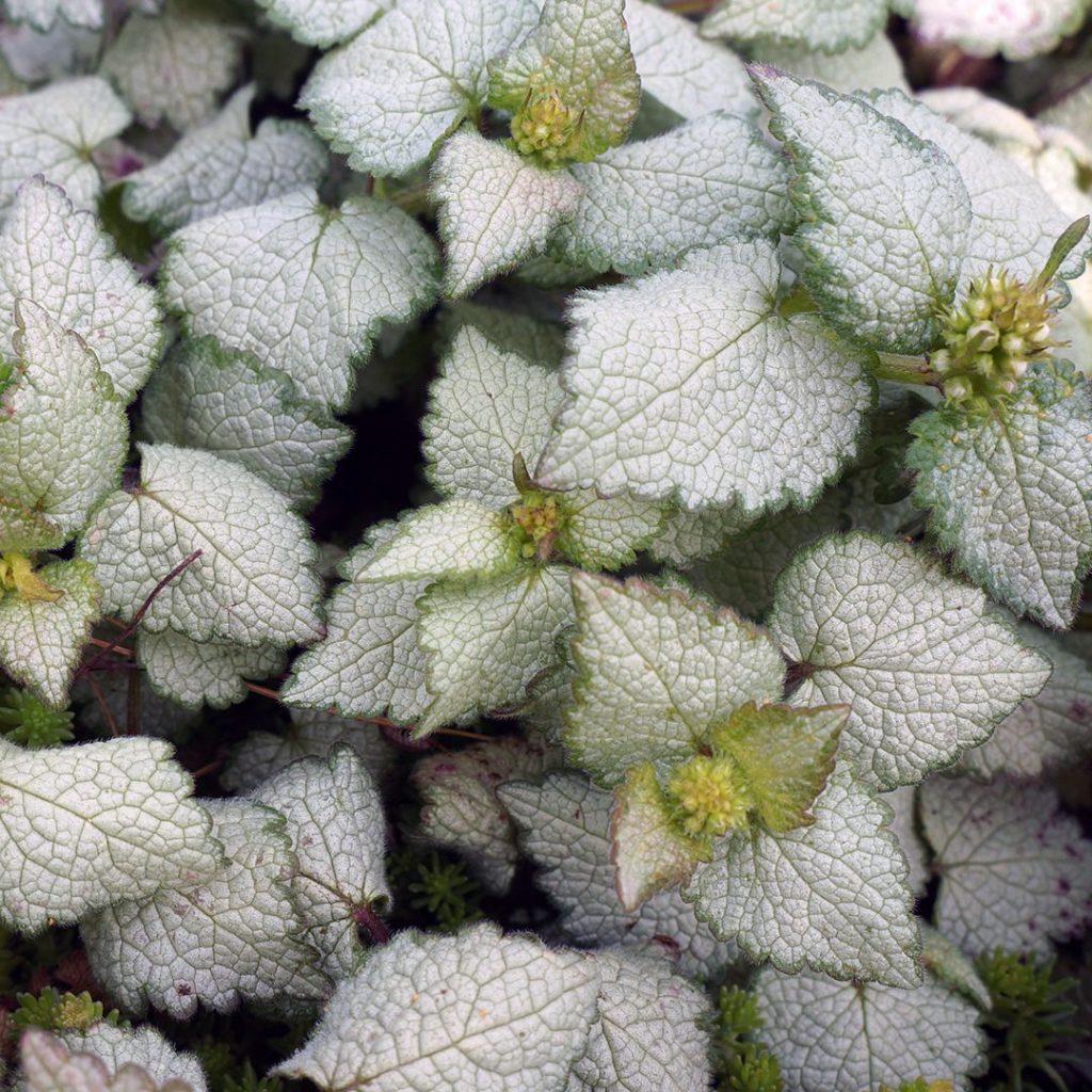 G1298 Lamium Maculatum Orchid Frost 18 52bd96fb C186 4c39 918f 7281d54bc31a from www redcrocus com